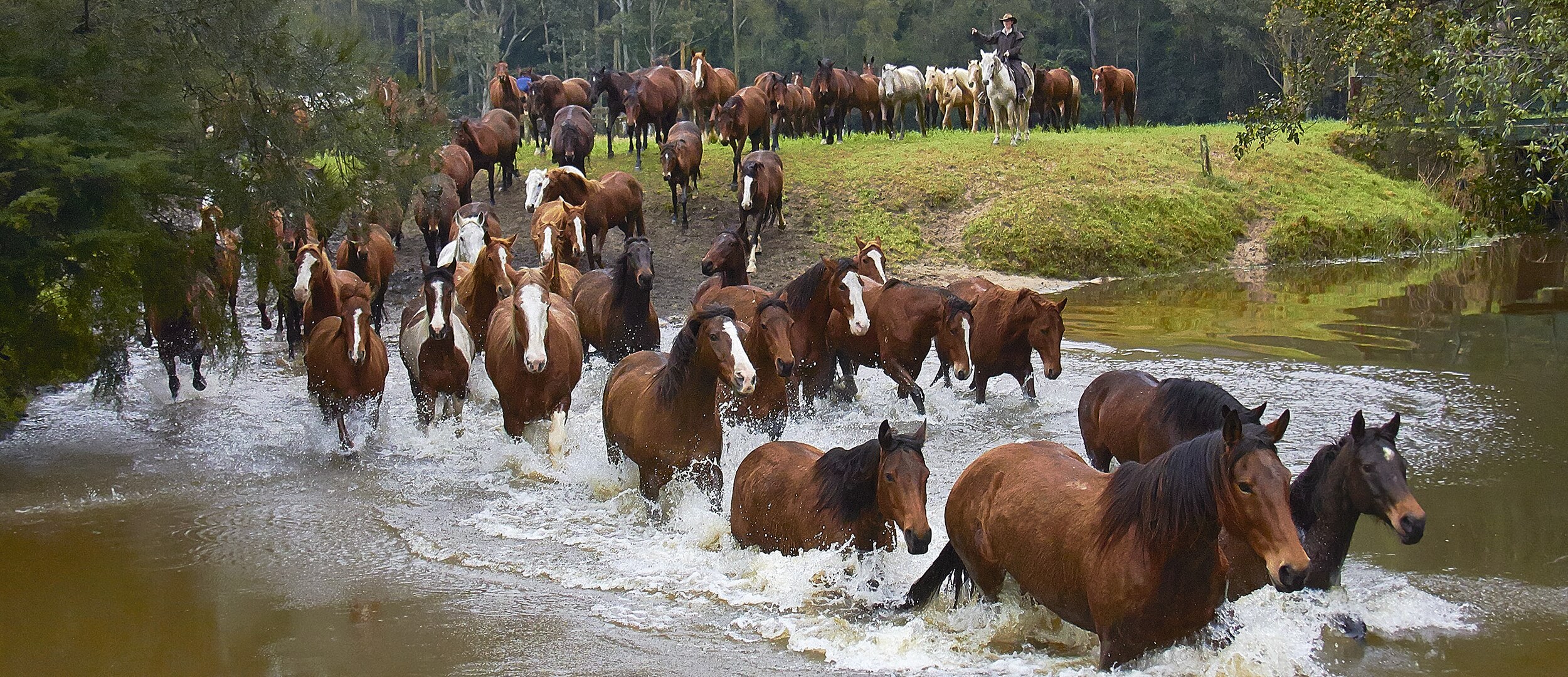 Photography of Horses Moving Through a Stream © Sharran Makin Photography